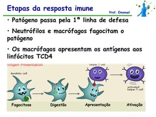 Etapas da resposta imune            Prof. Emanuel

• Patógeno passa pela 1ª linha de defesa
• Neutrófilos e macrófagos fagocitam o
patógeno
• Os macrófagos apresentam os antígenos aos
linfócitos TCD4




 Fagocitose   Digestão   Apresentação         Ativação
 