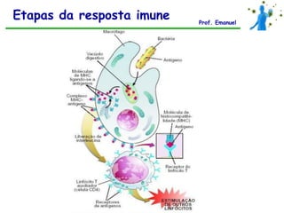 Etapas da resposta imune   Prof. Emanuel
 