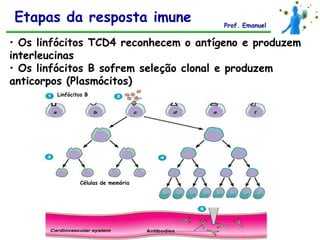 Etapas da resposta imune               Prof. Emanuel

• Os linfócitos TCD4 reconhecem o antígeno e produzem
interleucinas
• Os linfócitos B sofrem seleção clonal e produzem
anticorpos (Plasmócitos)
        Linfócitos B




                Células de memória
 
