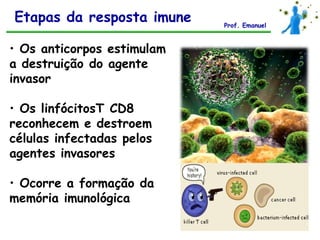 Etapas da resposta imune    Prof. Emanuel



• Os anticorpos estimulam
a destruição do agente
invasor

• Os linfócitosT CD8
reconhecem e destroem
células infectadas pelos
agentes invasores

• Ocorre a formação da
memória imunológica
 