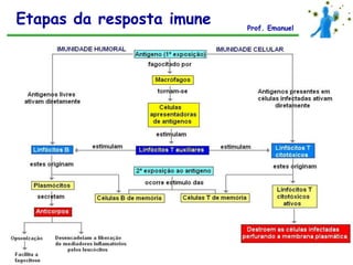 Etapas da resposta imune   Prof. Emanuel
 