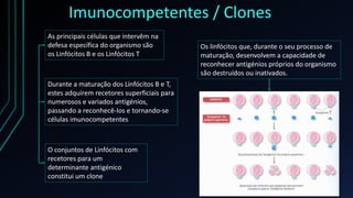 Imunocompetentes / Clones
As principais células que intervêm na
defesa específica do organismo são
os Linfócitos B e os Linfócitos T
Durante a maturação dos Linfócitos B e T,
estes adquirem recetores superficiais para
numerosos e variados antigénios,
passando a reconhecê-los e tornando-se
células imunocompetentes
O conjuntos de Linfócitos com
recetores para um
determinante antigénico
constitui um clone
Os linfócitos que, durante o seu processo de
maturação, desenvolvem a capacidade de
reconhecer antigénios próprios do organismo
são destruídos ou inativados.
 