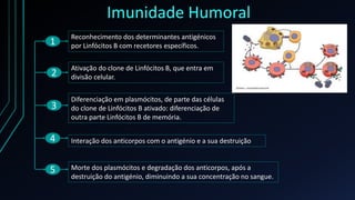 Imunidade Humoral
1
2
3
4
5
Reconhecimento dos determinantes antigénicos
por Linfócitos B com recetores específicos.
Ativação do clone de Linfócitos B, que entra em
divisão celular.
Diferenciação em plasmócitos, de parte das células
do clone de Linfócitos B ativado: diferenciação de
outra parte Linfócitos B de memória.
Interação dos anticorpos com o antigénio e a sua destruição
Morte dos plasmócitos e degradação dos anticorpos, após a
destruição do antigénio, diminuindo a sua concentração no sangue.
 