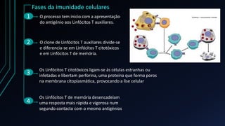 Fases da imunidade celulares
1
2
3
4
O processo tem inicio com a apresentação
do antigénio aos Linfócitos T auxiliares.
O clone de Linfócitos T auxiliares divide-se
e diferencia-se em Linfócitos T citotóxicos
e em Linfócitos T de memória.
Os Linfócitos T citotóxicos ligam-se ás células estranhas ou
infetadas e libertam perforina, uma proteína que forma poros
na membrana citoplasmática, provocando a lise celular
Os Linfócitos T de memória desencadeiam
uma resposta mais rápida e vigorosa num
segundo contacto com o mesmo antigénios
 