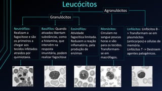 Leucócitos
Granulócitos
Agranulócitos
Neutrófilos:
Realizam a
fagocitose e são
os primeiros a
chegar aos
tecidos infetados
atraídos por
quimiotaxia.
Basófilos: Quando
ativados libertam
substâncias, como
a histamina, que
intervêm na
resposta
imunitária, podem
realizar fagocitose
Eosinófilos:
Atividade
fagocítica limitada.
Reduzem a reação
inflamatória, pela
produção de
enzimas
Monócitos:
Circulam no
sangue poucas
horas e vão
para os tecidos.
Transformam-
se em
macrófagos.
Linfócitos: Linfócitos B -
> Transformam-se em
plasmócitos
(anticorpos) e células de
memória.
Linfócitos T -> Destroem
agentes patogénicos.
 