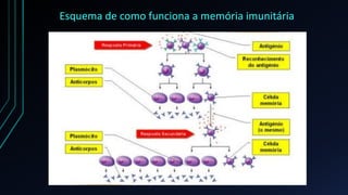 Esquema de como funciona a memória imunitária
 