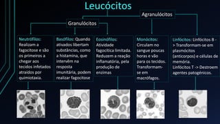 Leucócitos
Granulócitos
Agranulócitos
Neutrófilos:
Realizam a
fagocitose e são
os primeiros a
chegar aos
tecidos infetados...