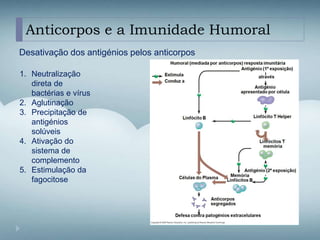 Anticorpos e a Imunidade Humoral
Desativação dos antigénios pelos anticorpos
1. Neutralização
direta de
bactérias e vírus
2. Aglutinação
3. Precipitação de
antigénios
solúveis
4. Ativação do
sistema de
complemento
5. Estimulação da
fagocitose
 