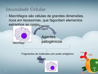 Imunidade Celular
 Macrófagos são células de grandes dimensões,
ricos em lisossomas, que fagocitam elementos
estranhos ao corpoFagocitar
e digerir
Macrófago
Agentes
patogénicos
Fragmentos de moléculas com poder antigénico
inserir
 