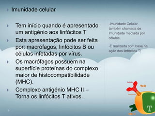 •Imunidade Celular,
também chamada de
Imunidade mediada por
células;
•É realizada com base na
ação dos linfócitos T;
 Imunidade celular
 Tem início quando é apresentado
um antigénio aos linfócitos T
 Esta apresentação pode ser feita
por: macrófagos, linfócitos B ou
células infetadas por vírus.
 Os macrófagos possuem na
superfície proteínas do complexo
maior de histocompatibilidade
(MHC).
 Complexo antigénio MHC II –
Torna os linfócitos T ativos.
 