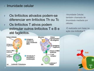 •Imunidade Celular,
também chamada de
Imunidade mediada por
células;
•É realizada com base na
ação dos linfócitos T;
 Imunidade celular
 Os linfócitos ativados podem-se
diferenciar em linfócitos Th ou Tc
 Os linfócitos T ativos podem
estimular outros linfócitos T e B e
até fagócitos.
 