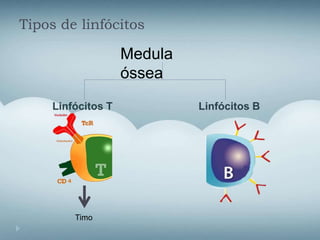Tipos de linfócitos
Linfócitos T Linfócitos B
Timo
Medula
óssea
 
