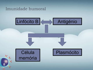 Imunidade humoral
Linfócito B
PlasmócitoCélula
memória
Antigénio
 