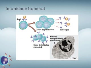 Imunidade humoral
 