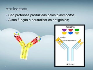 Anticorpos
 São proteínas produzidas pelos plasmócitos;
 A sua função é neutralizar os antigénios;
 