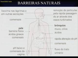 Imunidade inata
                  BARREIRAS NATURAIS
 