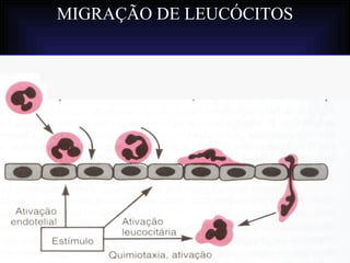 MIGRAÇÃO DE LEUCÓCITOS
 