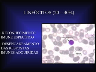 LINFÓCITOS (20 – 40%)



-RECONHECIMENTO
IMUNE ESPECÍFICO
-DESENCADEAMENTO
DAS RESPOSTAS
IMUNES ADQUIRIDAS
 