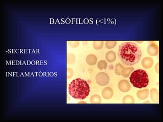 BASÓFILOS (<1%)


-SECRETAR
MEDIADORES
INFLAMATÓRIOS
 