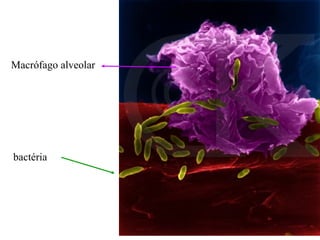Macrófago alveolar




bactéria
 