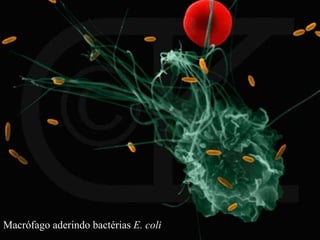 Macrófago aderindo bactérias E. coli
 
