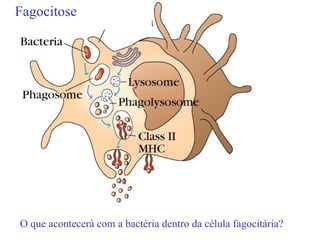 Fagocitose




O que acontecerá com a bactéria dentro da célula fagocitária?
 