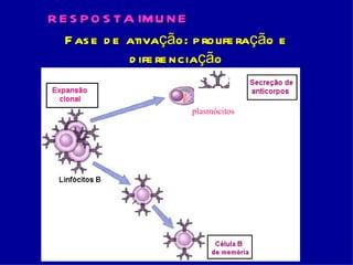 R E S P O S TA IM U N E
   F as e d e ativação: p rolife ração e
              d ife re nciação


                        plasmócitos
 
