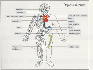 Órgãos Linfóides
            adenóide
              amídala

Veia sub-clávia direita       Veia sub-clávia esquerda
                             timo
      linfonodo              coração
                             Duto torácico
              rim            baço
                             Placas de Peyer
           apêndice          Intestino grosso




       Vasos                 Medula óssea
       linfáticos
 