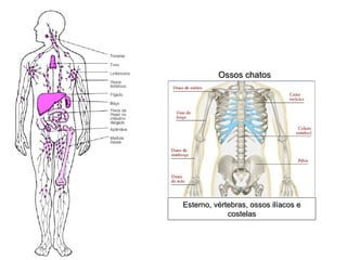 Ossos chatos




Esterno, vértebras, ossos ilíacos e
             costelas
 
