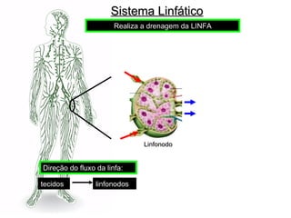Sistema Linfático
                      Realiza a drenagem da LINFA




                              Linfonodo


Direção do fluxo da linfa:

tecidos          linfonodos
 