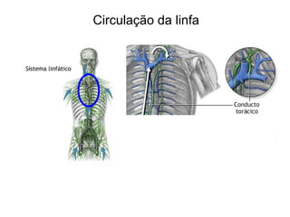 Circulação da linfa
 