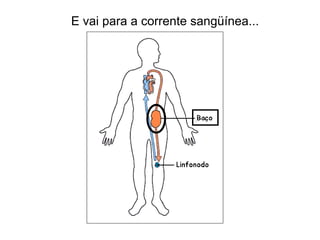 E vai para a corrente sangüínea...
 