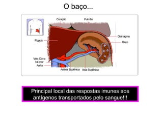 O baço...




Principal local das respostas imunes aos
 antígenos transportados pelo sangue!!!
 