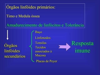 Órgãos linfóides primários:
 Timo e Medula óssea

 Amadurecimento de linfócitos e Tolerância
                 Baço
                 Linfonodos

Órgãos
                 Tonsilas           Resposta
                 Tecidos
linfóides        associados à        imune
secundários      Mucosa
                  Placas de Peyer
 