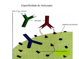 Especificidade de Anticorpos

Onde se liga o antígeno




                          anticorpo

                                                       Superfície da bactéria




                                             Partes da bactéria
 