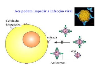 Acs podem impedir a infecção viral

Célula do
hospedeiro


                        entrada




                          Anticorpos
 