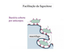 Facilitação da fagocitose


Bactéria coberta
por anticorpos




                   macrófago
 