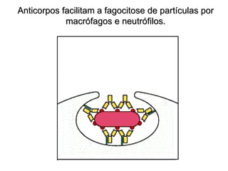 Anticorpos facilitam a fagocitose de partículas por
            macrófagos e neutrófilos.
 