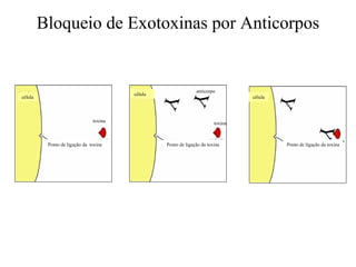 Bloqueio de Exotoxinas por Anticorpos


                                                               anticorpo




                                                 Y
                                        célula




                                                                                          Y
                                                 Y
célula                                                                           célula



                               toxina                                   toxina




                                                                                                         Y
          Ponto de ligação da toxina             Ponto de ligação da toxina               Ponto de ligação da toxina
 
