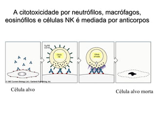 A citotoxicidade por neutrófilos, macrófagos,
eosinófilos e células NK é mediada por anticorpos




                 Célula        Célula
                  NK          ativada




 Célula alvo                            Célula alvo morta
 