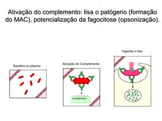 Ativação do complemento: lisa o patógeno (formação
do MAC), potencialização da fagocitose (opsonização).



                                                 Ingestão e lise



                       Ativação do Complemento
  Bactéria no plasma




                             Complemento
 