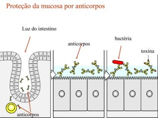 Proteção da mucosa por anticorpos


     Luz do intestino
                                     bactéria
                        anticorpos
                                                toxina




   anticorpos
 