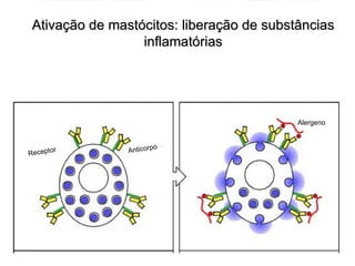 Ativação de mastócitos: liberação de substâncias
                  inflamatórias




                                           Alergeno


                           o
R ec ept o
           r    Anticorp
 
