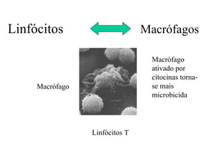 Linfócitos                      Macrófagos

                                 Macrófago
                                 ativado por
                                 citocinas torna-
     Macrófago                   se mais
                                 microbicida




                 Linfócitos T
 