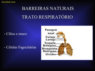 Imunidade inata


                  BARREIRAS NATURAIS
                  TRATO RESPIRATÓRIO


  - Cílios e muco


  - Células Fagocitárias
 