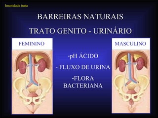 Imunidade inata


                   BARREIRAS NATURAIS
                  TRATO GENITO - URINÁRIO
         FEMININO                         MASCULINO

                          -pH ÁCIDO
                       - FLUXO DE URINA
                           -FLORA
                         BACTERIANA
 