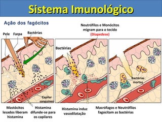 Ação dos fagócitos
Sistema ImunológicoSistema Imunológico
FarpaPele
Mastócitos
lesados liberam
histamina
Histamina
difunde-se para
os capilares
Bactérias
Histamina induz
vasodilatação
Bactérias
Neutrófilos e Monócitos
migram para o tecido
(Diapedese)
Macrófagos e Neutrófilos
fagocitam as bactérias
Bactérias
mortas
Capilar
sanguíneo
 