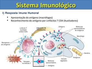 I) Resposta Imune Humoral
 Apresentação do antígeno (macrófagos)
 Reconhecimento do antígeno por Linfócitos T CD4 (Auxiliadores)
Sistema ImunológicoSistema Imunológico
 