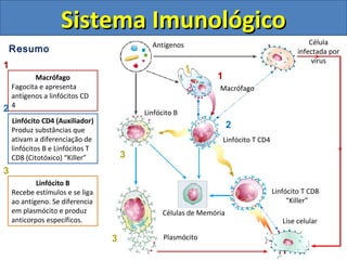 Resumo
Sistema ImunológicoSistema Imunológico
Macrófago
Fagocita e apresenta
antígenos a linfócitos CD
4
1
Linfócito CD4 (Auxiliador)
Produz substâncias que
ativam a diferenciação de
linfócitos B e Linfócitos T
CD8 (Citotóxico) “Killer”
2
Célula
infectada por
vírus
Linfócito T CD4
Macrófago
Linfócito T CD8
“Killer”
Lise celular
Plasmócito
Células de Memória
Linfócito B
Antígenos
Linfócito B
Recebe estímulos e se liga
ao antígeno. Se diferencia
em plasmócito e produz
anticorpos específicos.
3
3
1
2
3
 