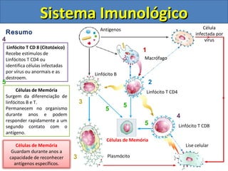 Resumo
Sistema ImunológicoSistema Imunológico
Linfócito T CD 8 (Citotóxico)
Recebe estímulos de
Linfócitos T CD4 ou
identifica células infectadas
por vírus ou anormais e as
destroem.
1
2
Célula
infectada por
vírus
Linfócito T CD4
Macrófago
Linfócito T CD8
Lise celular
Plasmócito
Células de Memória
Linfócito B
Antígenos
3
3
4
Células de Memória
Surgem da diferenciação de
linfócitos B e T.
Permanecem no organismo
durante anos e podem
responder rapidamente a um
segundo contato com o
antígeno.
5
5
5
4
5
Células de Memória
Guardam durante anos a
capacidade de reconhecer
antígenos específicos.
 